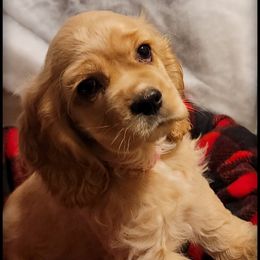 Cocker Spaniel Puppies from -PrincetonzSpanielz-