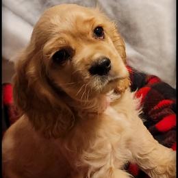 Cocker Spaniel Puppies from -PrincetonzSpanielz-