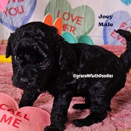 Joey - Black male Goldendoodle puppy in Peytno, Colorado from Grace N Faith Doodles