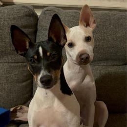 Penelope - Rat Terrier