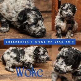 Woke - Black merle male Mudi puppy in Gatlinburg, Tennessee from Greenbrier