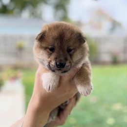 Shiba Inu puppies from Belle City Shibas