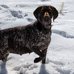 Avery - German Shorthaired Pointer