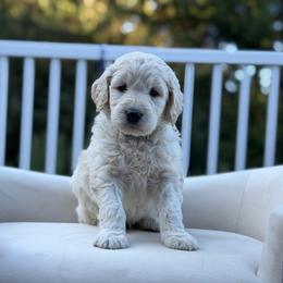 Sabonis - Cream male Goldendoodle puppy in Rainier, Oregon from Beaver Springs Puppies