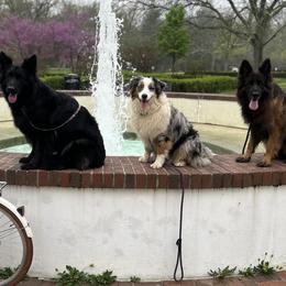 Australian Shepherds and German Shepherds from Birch Haus