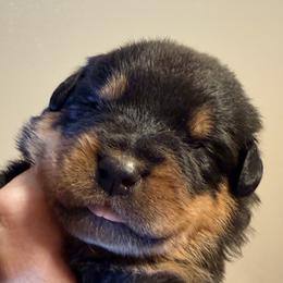 Cyrus - Black and mahogany male Rottweiler puppy in Hillsville, Pennsylvania from German Select Rottweilers