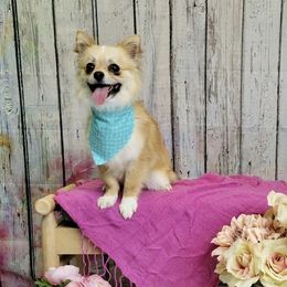 Kevin - Chihuahua