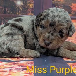 Goldendoodle, Golden Retriever, Labradoodle, and Labrador Retriever Puppies from Robertson's Retrievers and Doodles