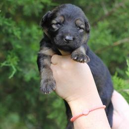 First pick female - Sable female German Shepherd puppy in Lucasville, Ohio from Trusting Hearts Kennel