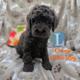 Boy 4 - Chocolate male Australian Labradoodle puppy in Rhode Island from Highland Beach Labradoodles