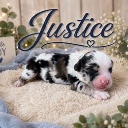 Justice - Blue merle male Miniature Australian Shepherd puppy in Idalou, Texas from Lonesome Pine Mini Aussies