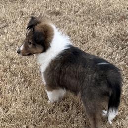 Sable and White Male - White and sable male Shetland Sheepdog puppy in Tuscumbia, Alabama from Agee's World of Shelties