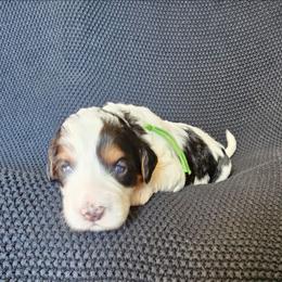 Lucky - Black and white male Bernedoodle puppy in Decatur, Georgia from So Adoodable