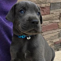 Peanut - Blue male Great Dane puppy in Moreland Hills, Ohio from Timeless Danes