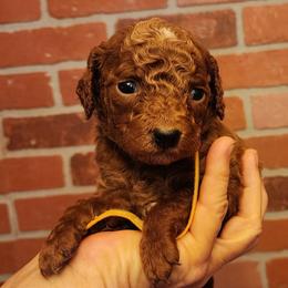 Miniature Yellow Collar girl - Red  female Goldendoodle puppy in Los Molinos Ca, California from Sunshine Sanctuary Doodles