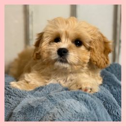 Copper - Ruby male Cavachon puppy in Smoot, Wyoming from Designer Mountain Mutts