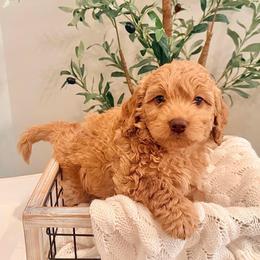 George - Red male Labradoodle puppy in Bruceton Mills, West Virginia from Adonai Ra'ah Farms