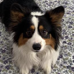 Pembroke Welsh Corgis from KC Corgis