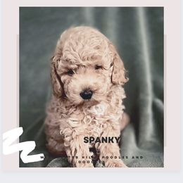 Goldendoodle and Poodle Puppies from Winchester Hills Poodles and Doodles