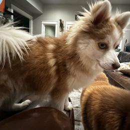 Hazel - Pomsky