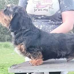 Hudson - Dachshund