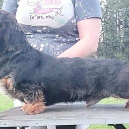 Hudson - Dachshund
