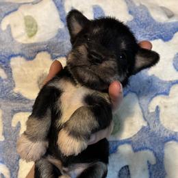 Charlie - Black and silver male Miniature Schnauzer puppy in Hedgesville, West Virginia from Clay Hill Kennels