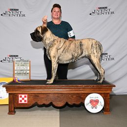 Harriet - Mastiff
