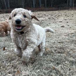Dancer - Caramel ice male Labradoodle puppy in Monticello, Georgia from Daylin’s Doodles & Labradors