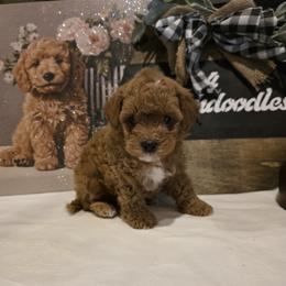 Bernedoodle, Goldendoodle, and Poodle Puppies from 4goldendoodles