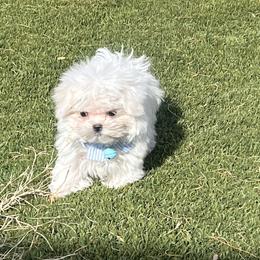 Maltese and Yorkshire Terriers from Pooch Perfect Puppies