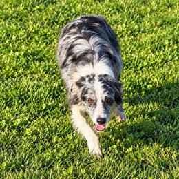 Pea - Australian Shepherd