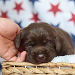 Sadie - Chocolate female Labrador Retriever puppy in Williamston, South Carolina from Dutton Dog Co & Dalla Grazia Doberman