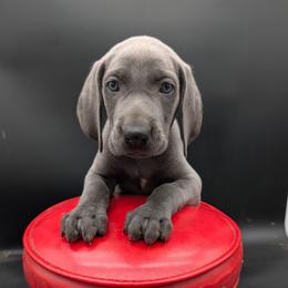 Daisy - Blue female Weimaraner puppy in Evart, Michigan from Drehbar Weimaraners