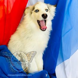 Monarch Stella's Banjo - Silver and white male Pomsky puppy in Greeley, Colorado from Monarch Pomskies | Northern Colorado
