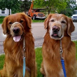 Golden Retrievers from Tammy P. Roth's Golden Retrievers
