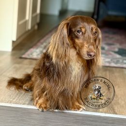 Madog - Dachshund