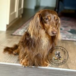 Madog - Dachshund