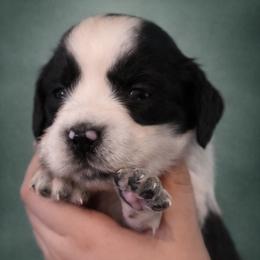 Fable - Black and white female English Springer Spaniel puppy in Florida from Thunderbird Springers