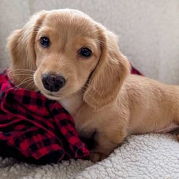 Dachshund Puppies from English Cream Dream Dachshunds