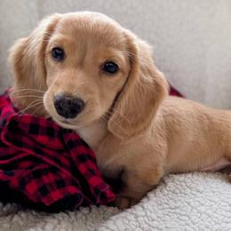 Dachshund Puppies from English Cream Dream Dachshunds