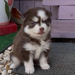 Joy - Red and white female Pomsky puppy in Spring Hill, Florida from PDQ Pomskies