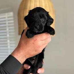 Wade - Black male Goldendoodle puppy in Soddy Daisy, Tennessee from The W Doods