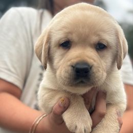 Boy 2 - Yellow male Labrador Retriever puppy in Gerber, California from In The Zone Dog Training and Breeding