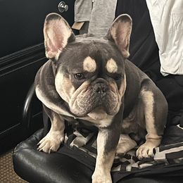 Prada - French Bulldog
