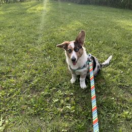 American Corgi, Cardigan Welsh Corgi, and Pembroke Welsh Corgi Puppies from Enok Corgis