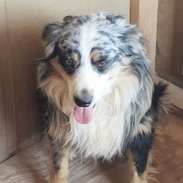 Miniature Australian Shepherds from Mills Aussies