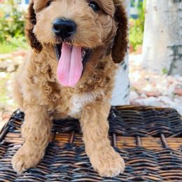 Goldendoodle Puppies from Millie Billie Doodles