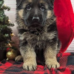German Shepherd Puppies from Jerry Miller