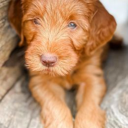 Goldendoodles from Wonderland Goldendoodles